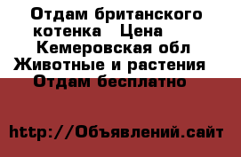 Отдам британского котенка › Цена ­ 1 - Кемеровская обл. Животные и растения » Отдам бесплатно   